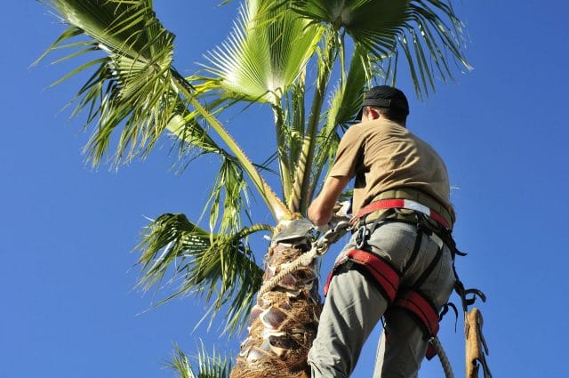 Palm Tree Pruning Services being done