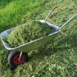 grass clippings 