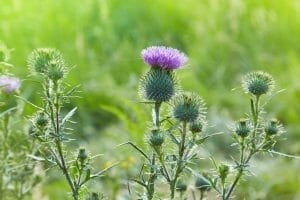 bull thistle weed