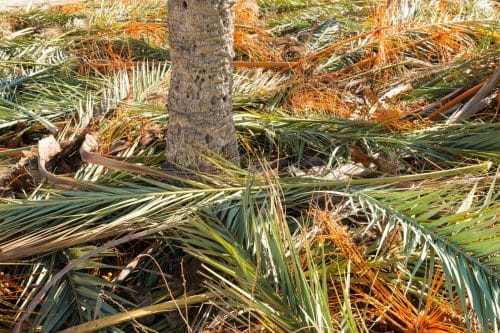 Pruning Palm Trees: Essential Tips for Maintenance