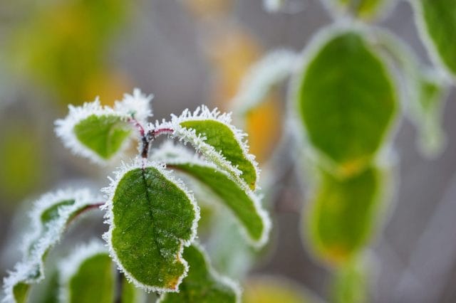 Protecting Plants from Cold Damage: Prevention and Treatment